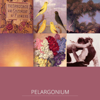 Cover image for fanfiction: Pelargonium